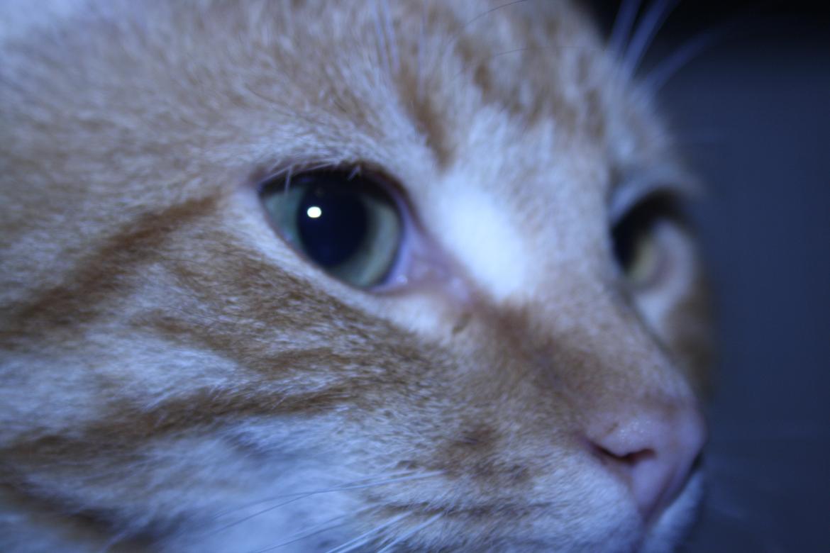 Huskat Puma billede 7