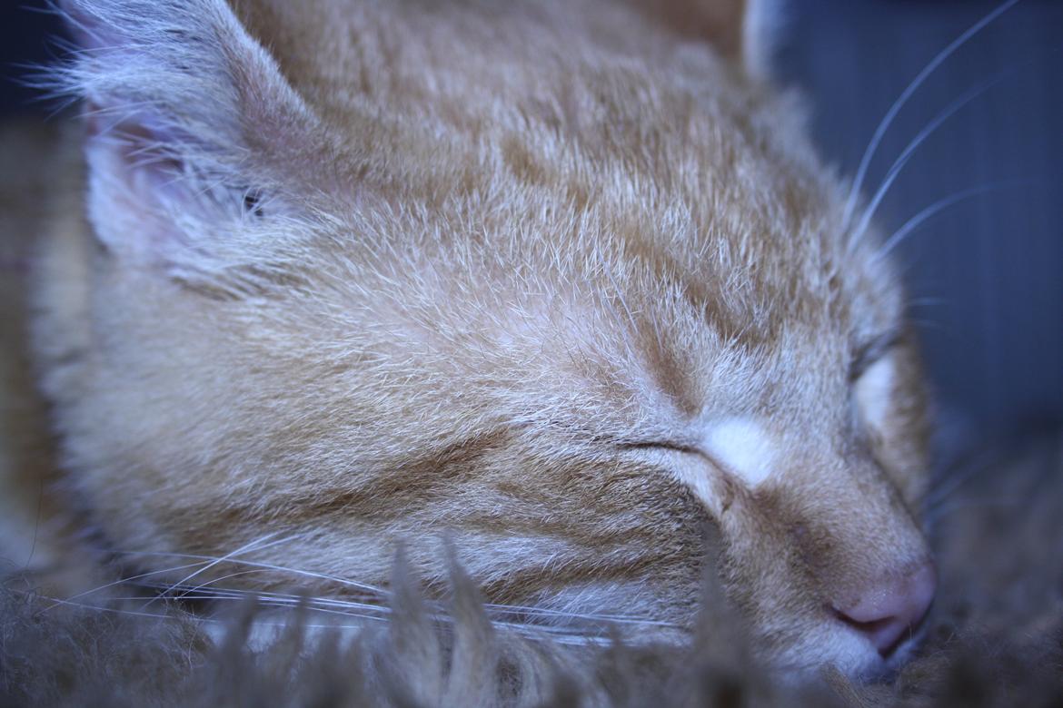 Huskat Puma billede 8