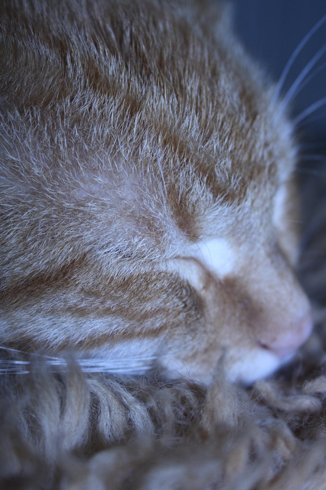 Huskat Puma billede 9