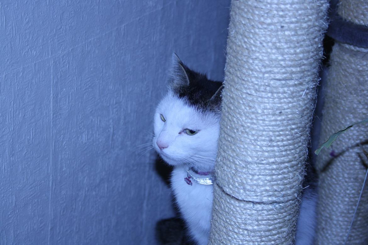 Huskat Emil billede 1