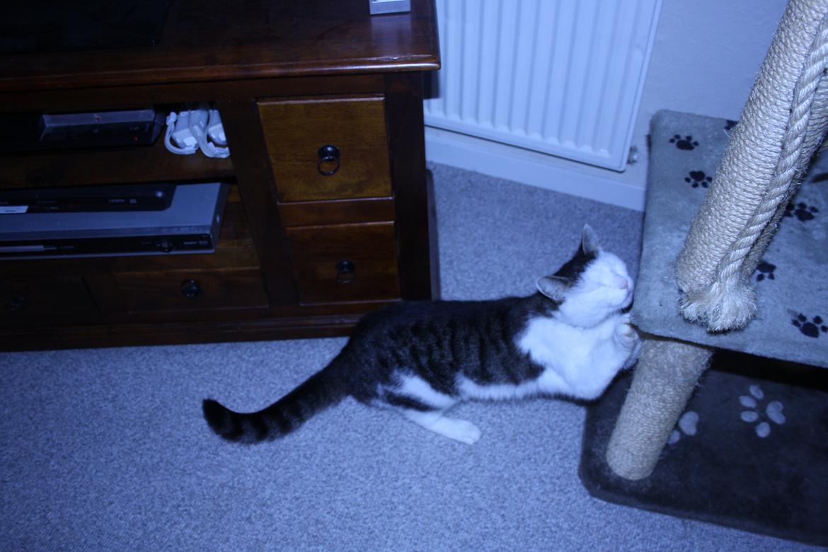 Huskat Emil billede 2