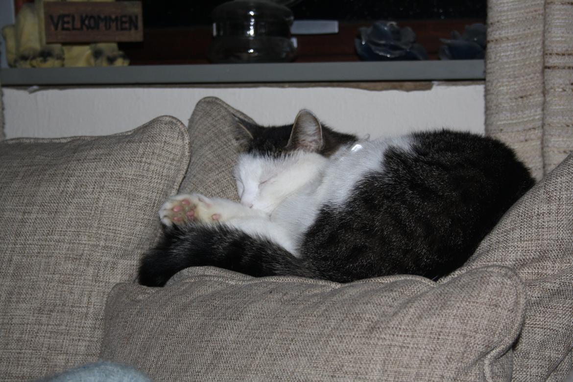 Huskat Emil billede 3