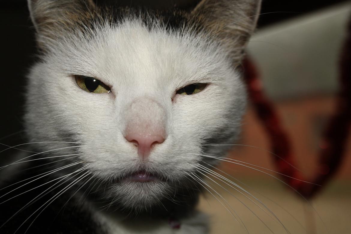 Huskat Emil billede 4