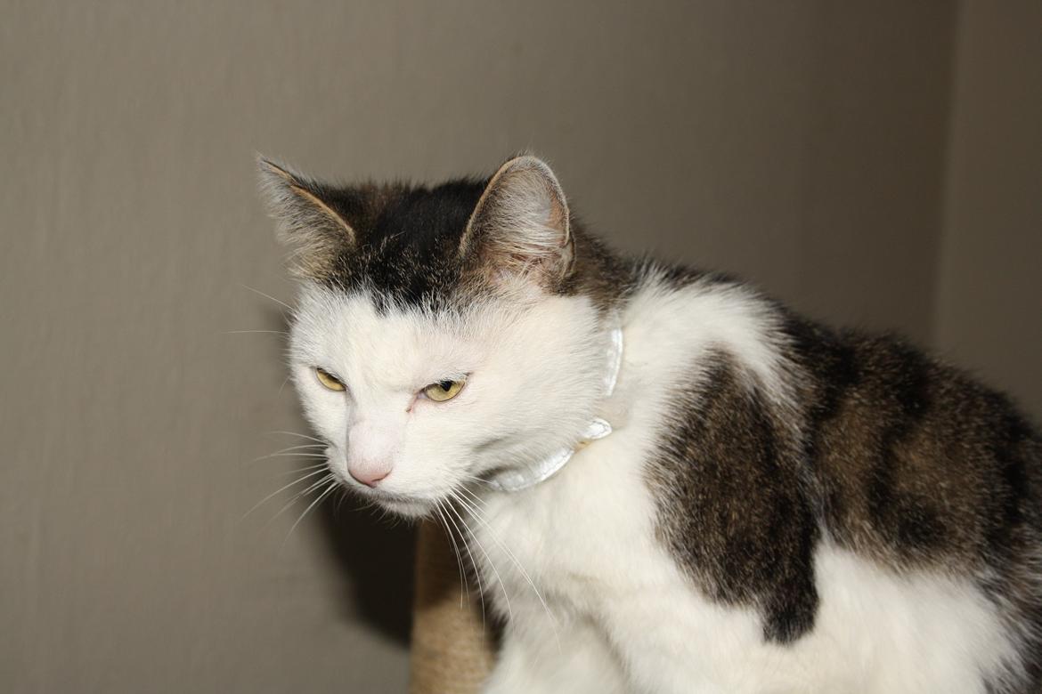 Huskat Emil billede 5