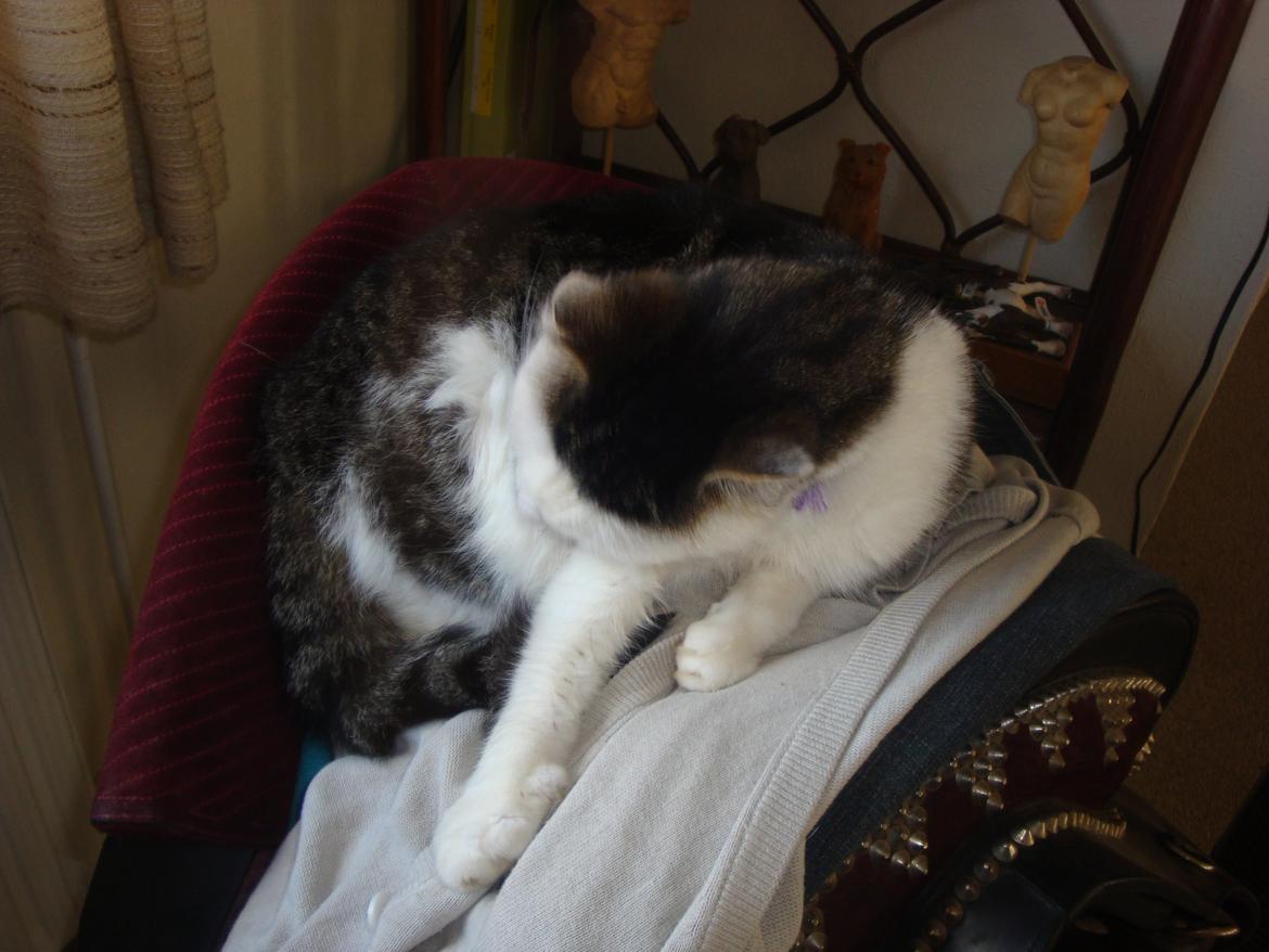 Huskat Emil billede 6