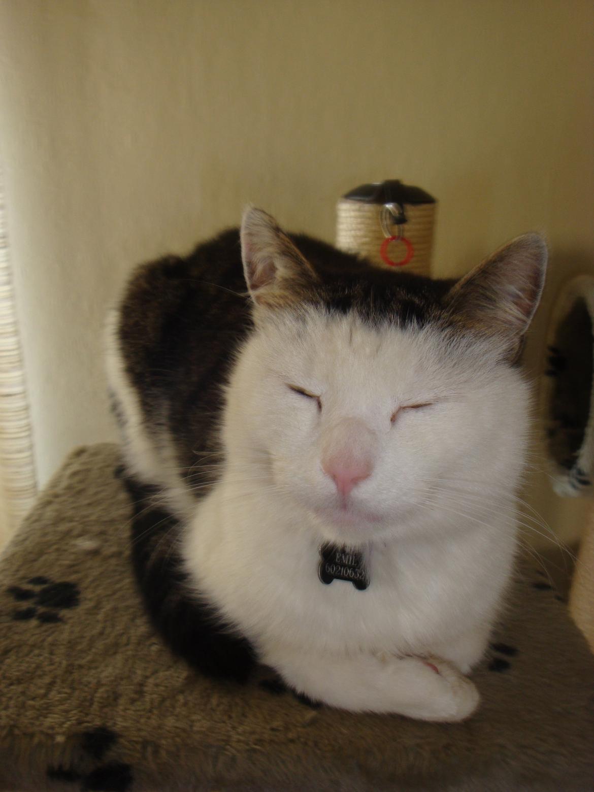 Huskat Emil billede 7