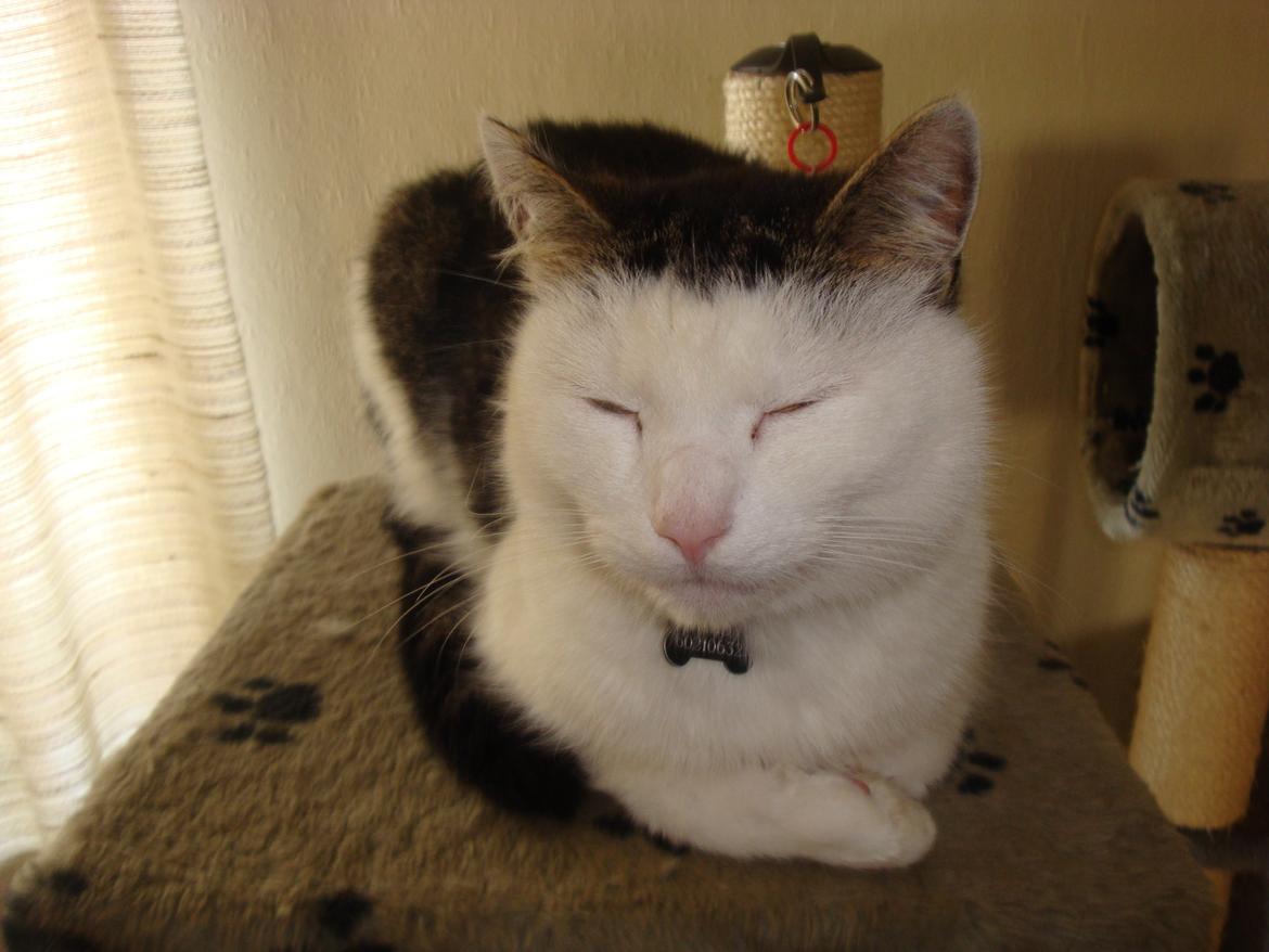 Huskat Emil billede 8