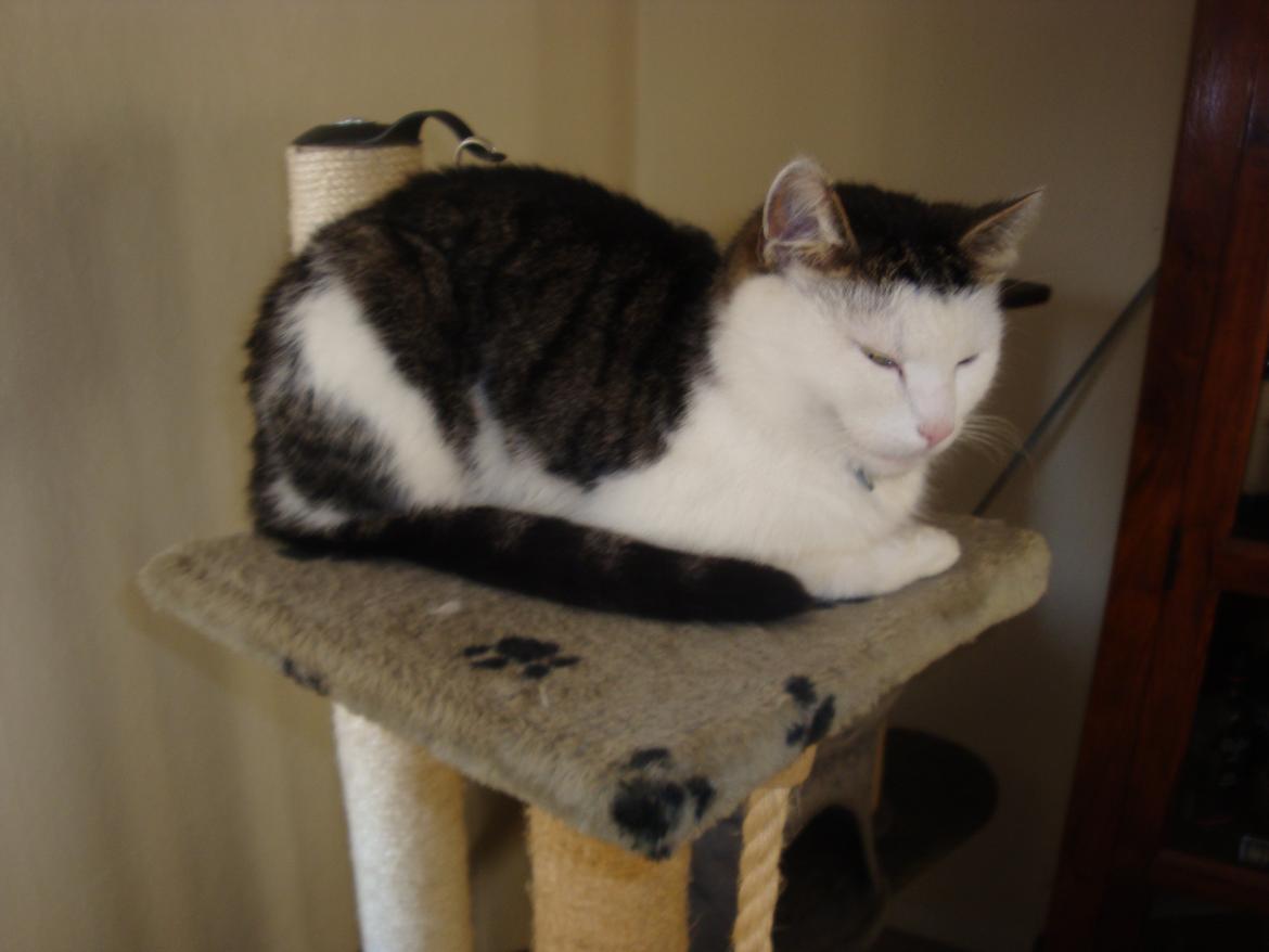 Huskat Emil billede 9