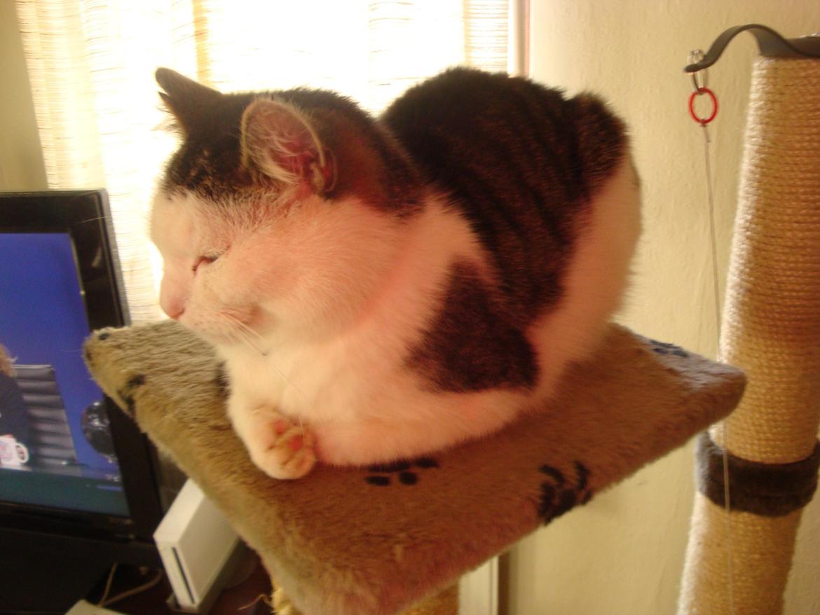 Huskat Emil billede 10