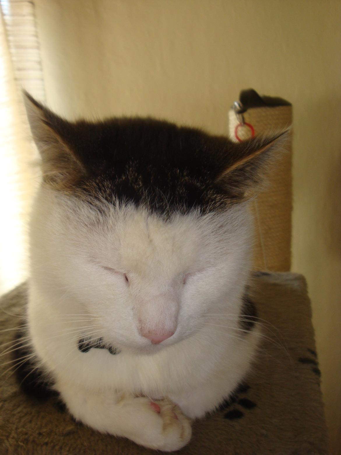 Huskat Emil billede 11