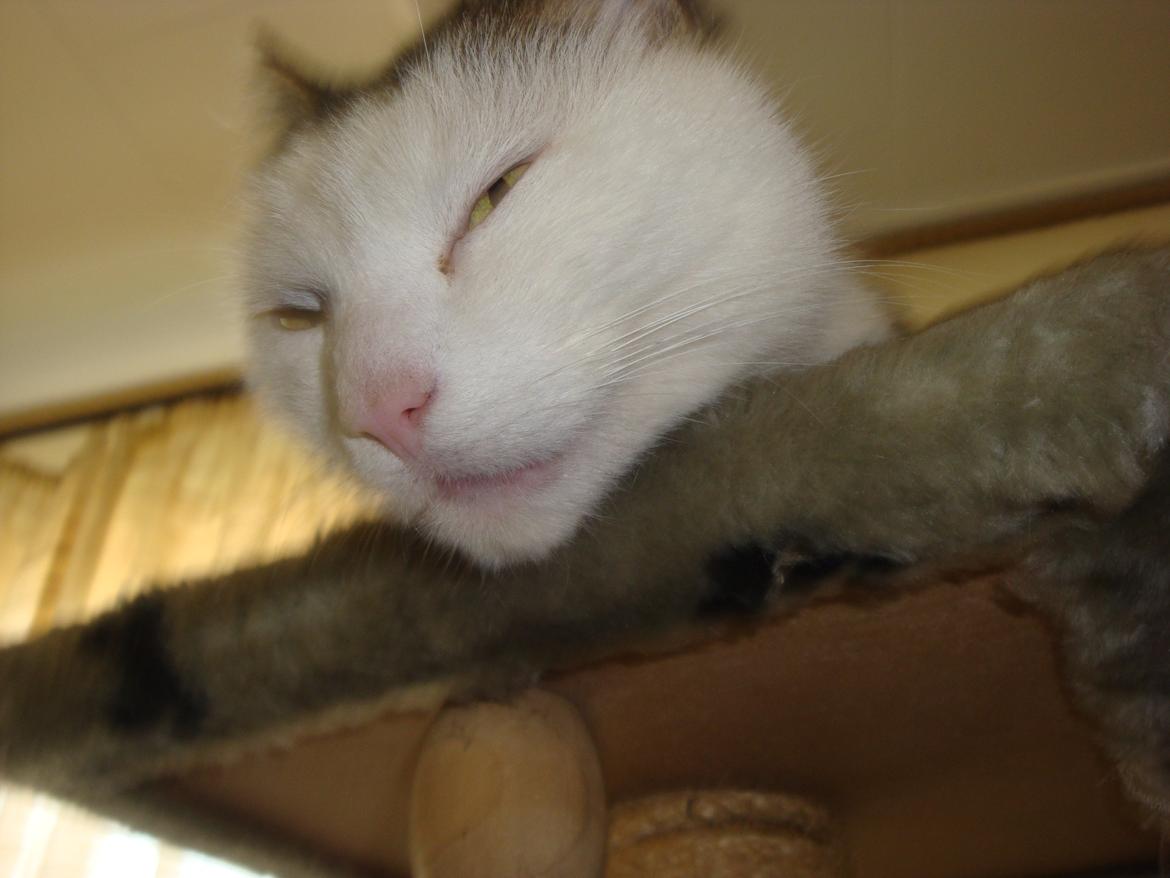 Huskat Emil billede 12