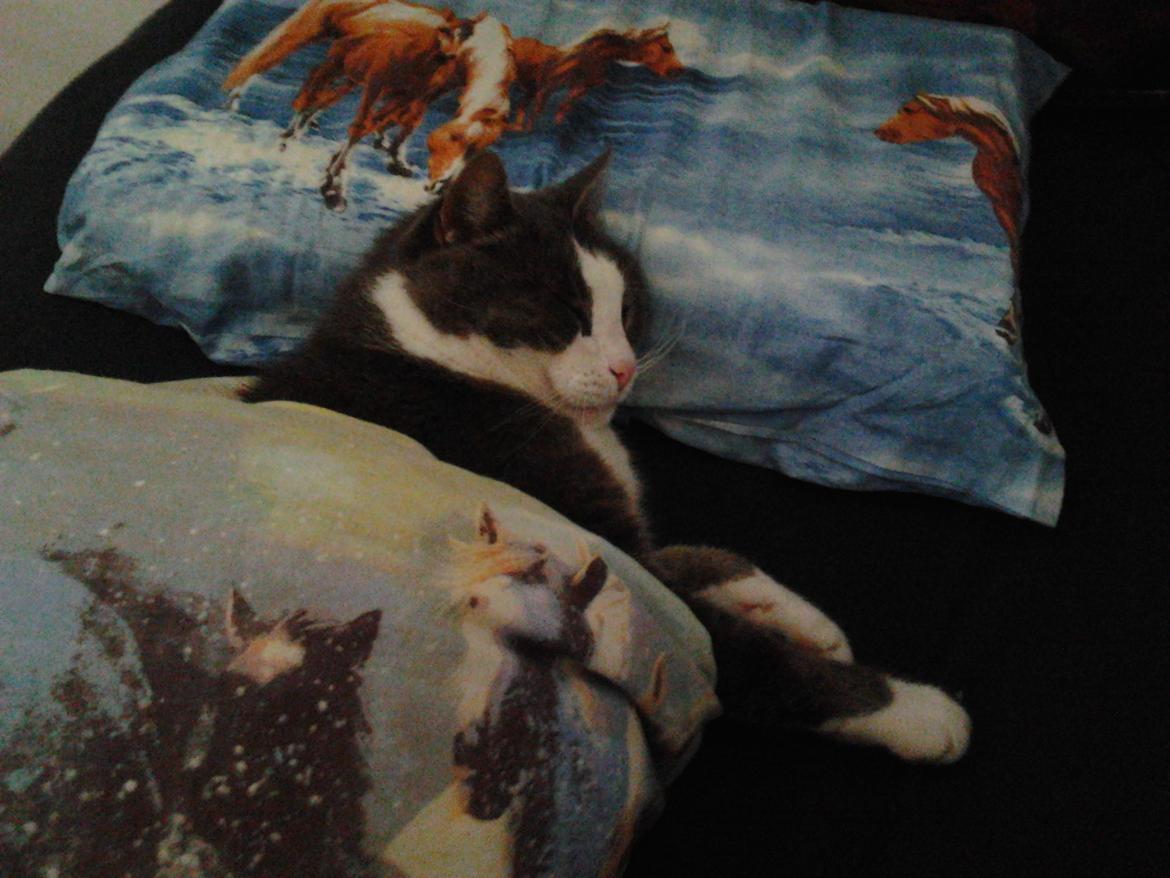 Huskat Simba billede 11