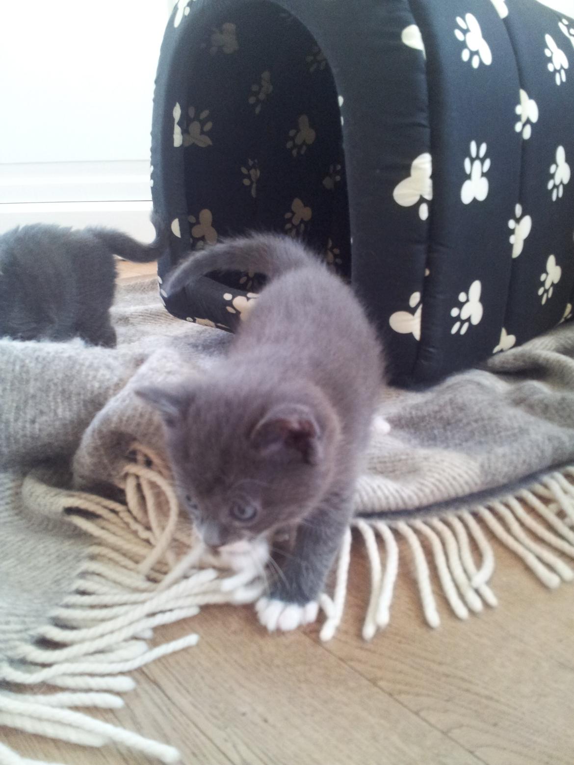 Huskat Henri billede 1