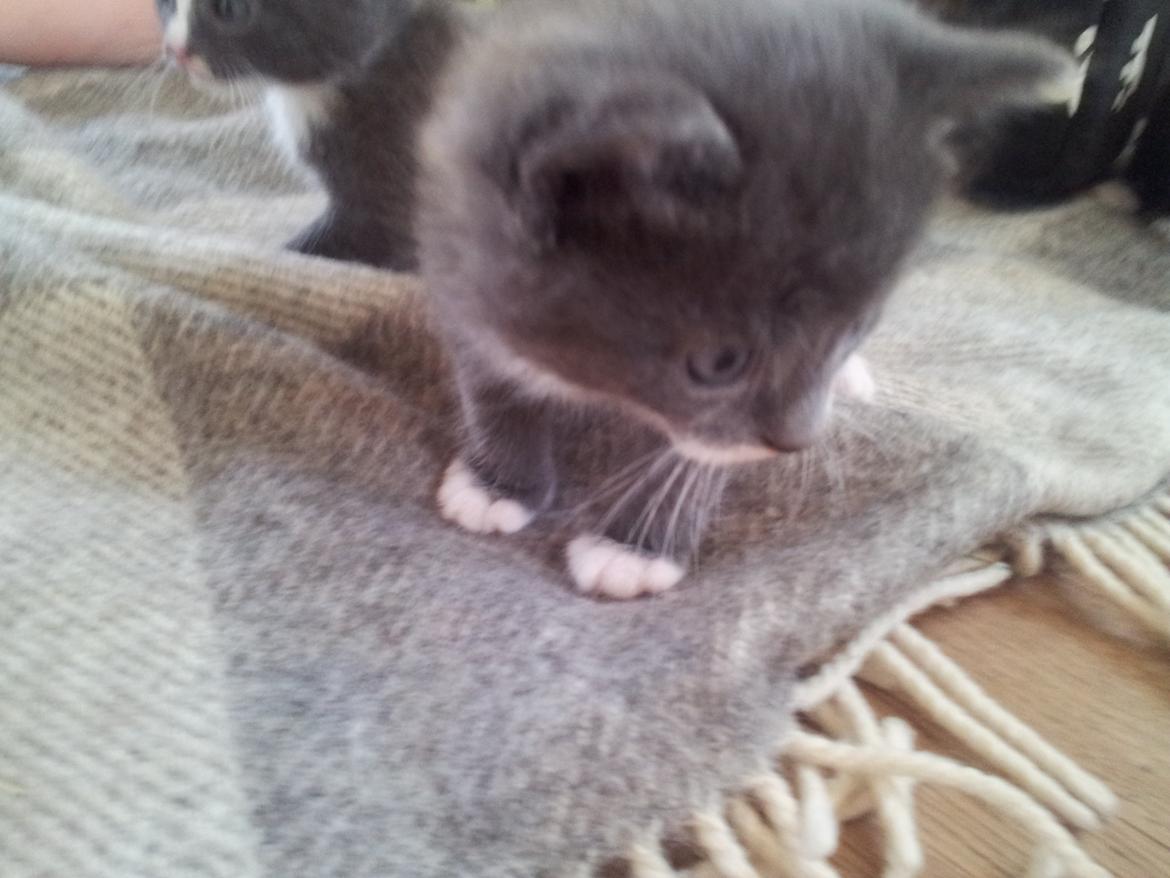 Huskat Henri billede 2