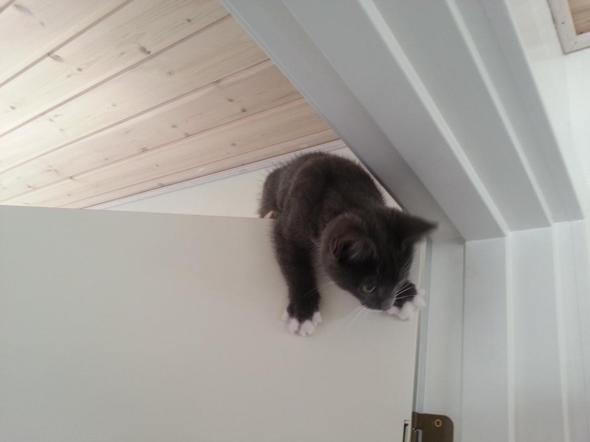 Huskat Henri billede 3