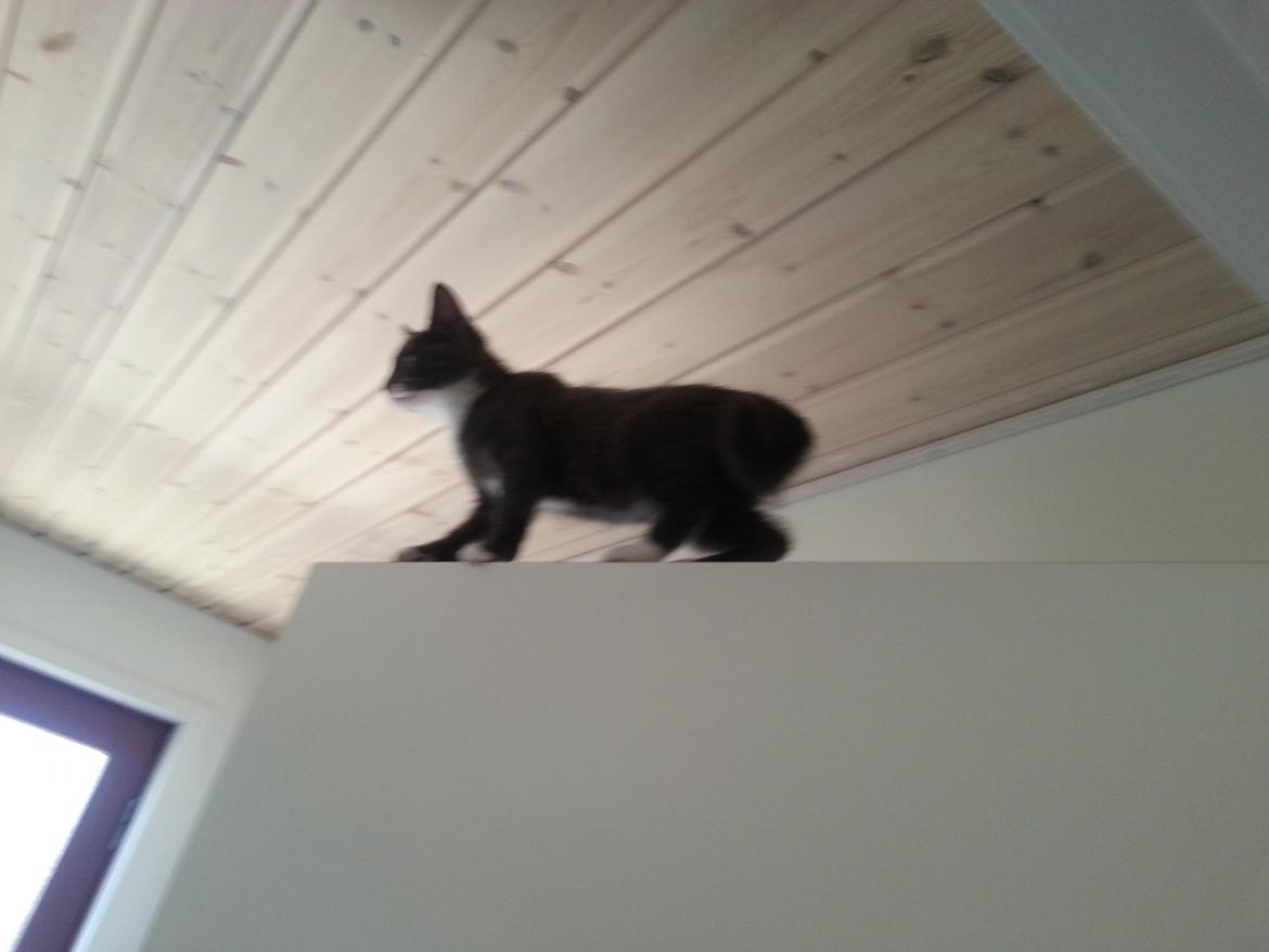 Huskat Henri billede 4