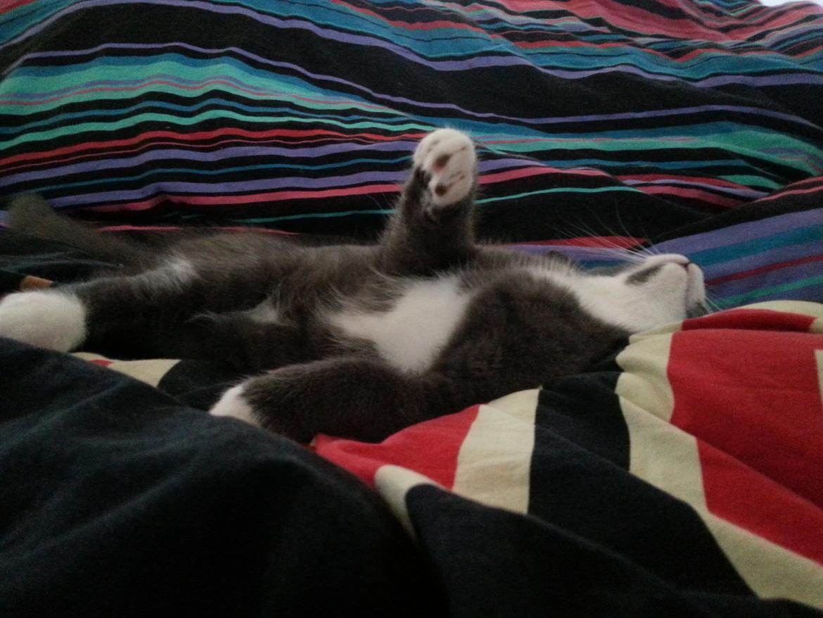 Huskat Henri billede 5