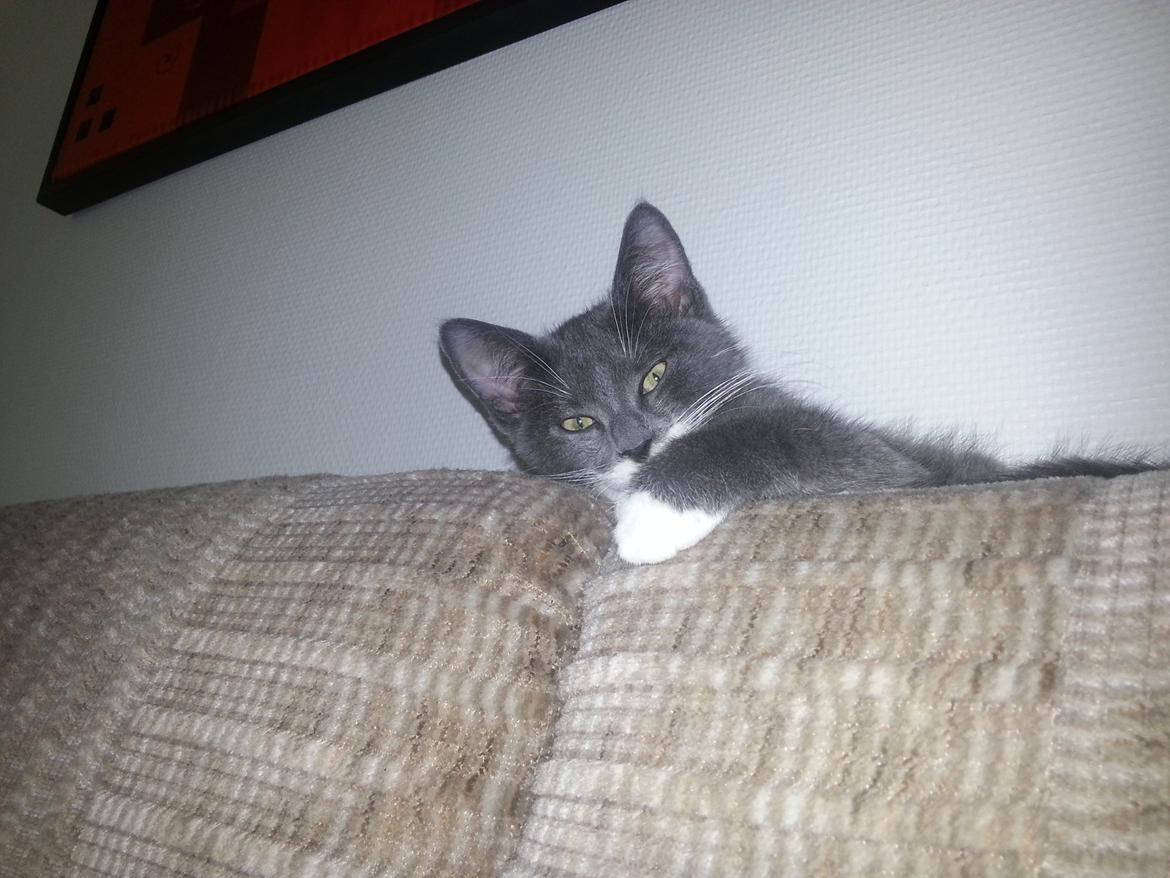 Huskat Henri billede 6