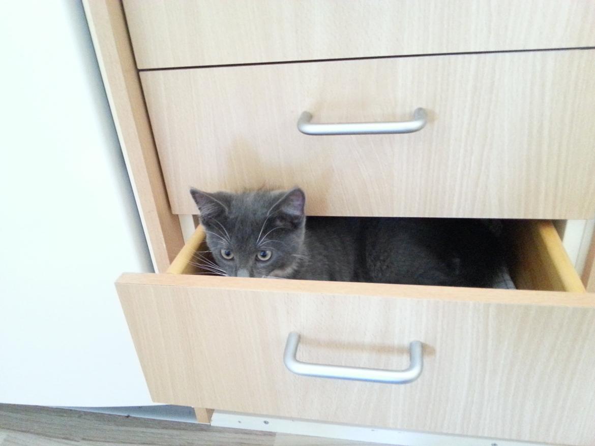 Huskat Henri billede 7