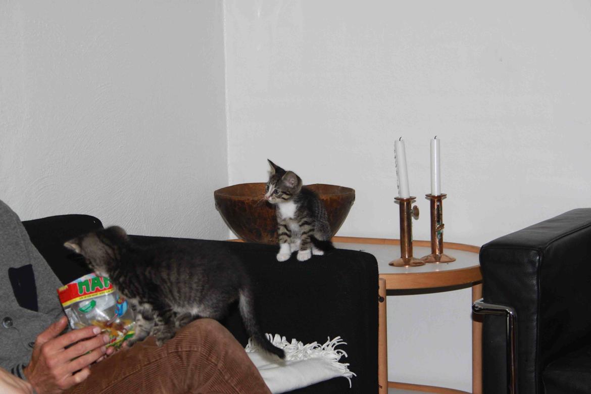 Huskat Nero (Lille My) billede 18