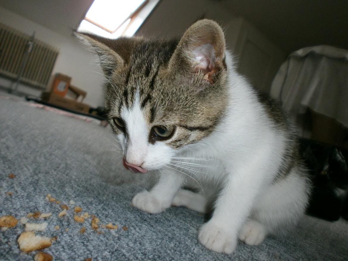 Huskat Coco billede 1