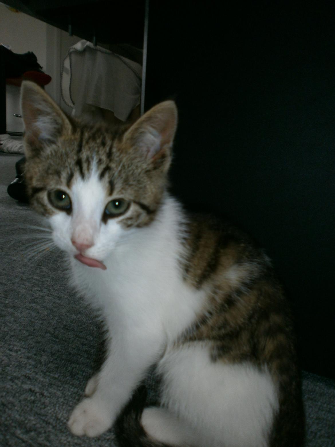 Huskat Coco billede 2