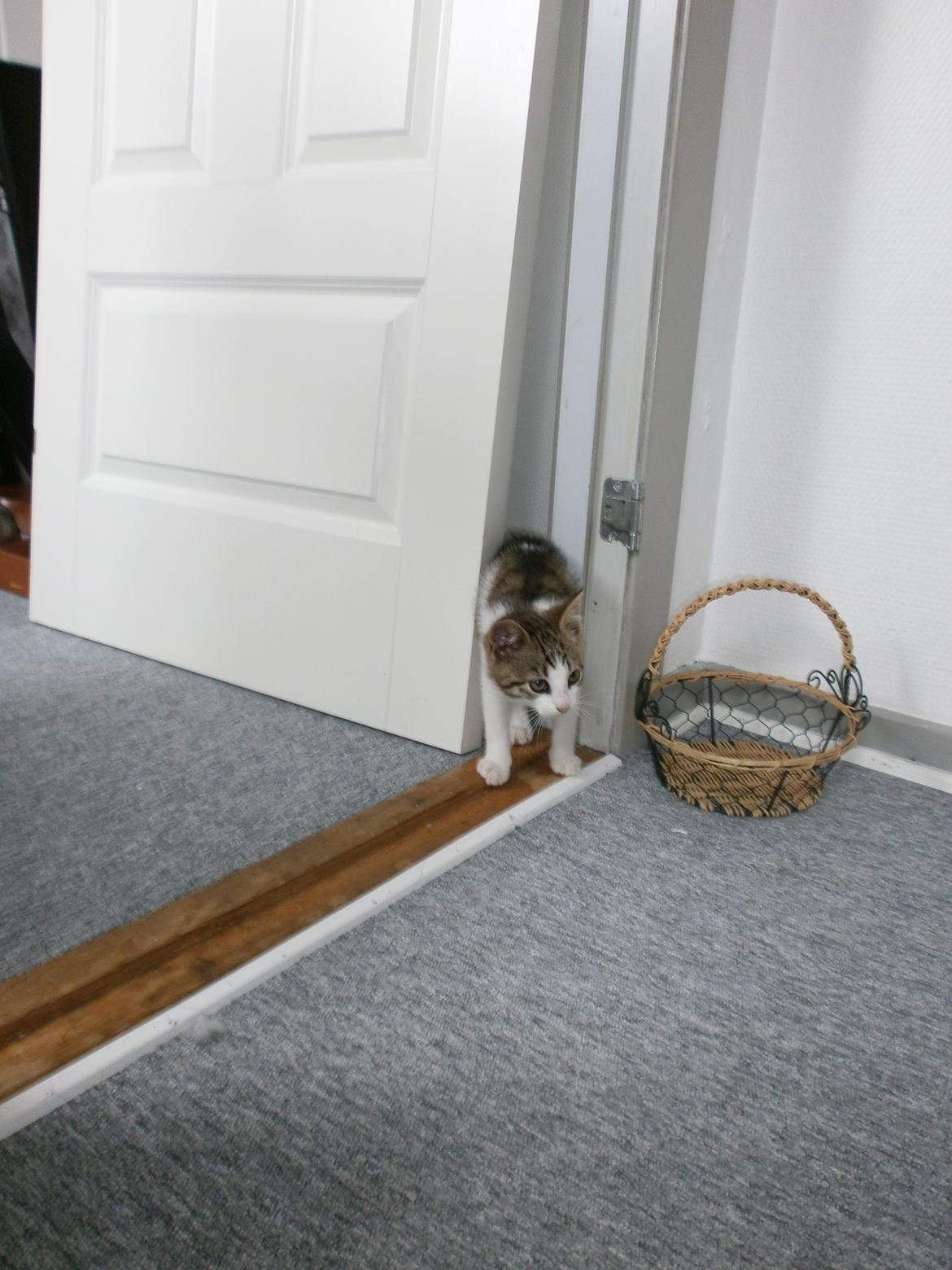 Huskat Coco billede 3