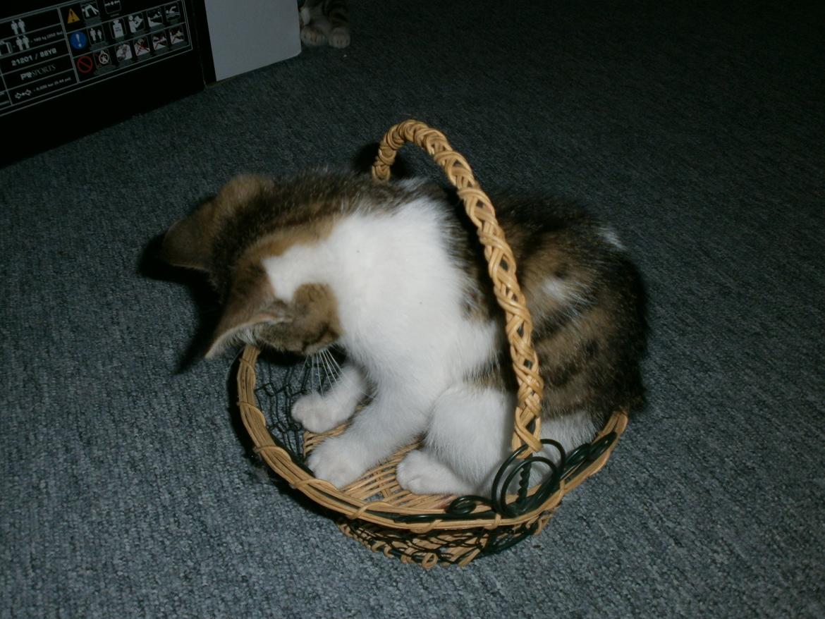 Huskat Coco billede 4