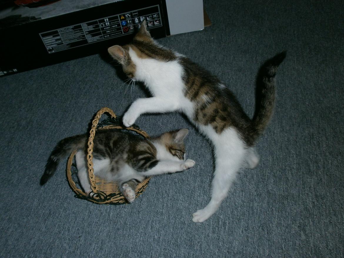 Huskat Coco billede 5