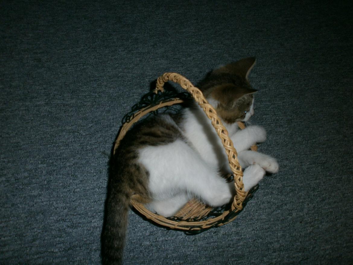 Huskat Coco billede 6