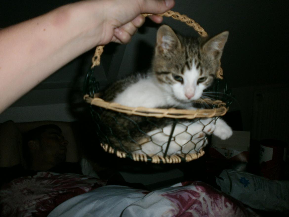 Huskat Coco billede 7