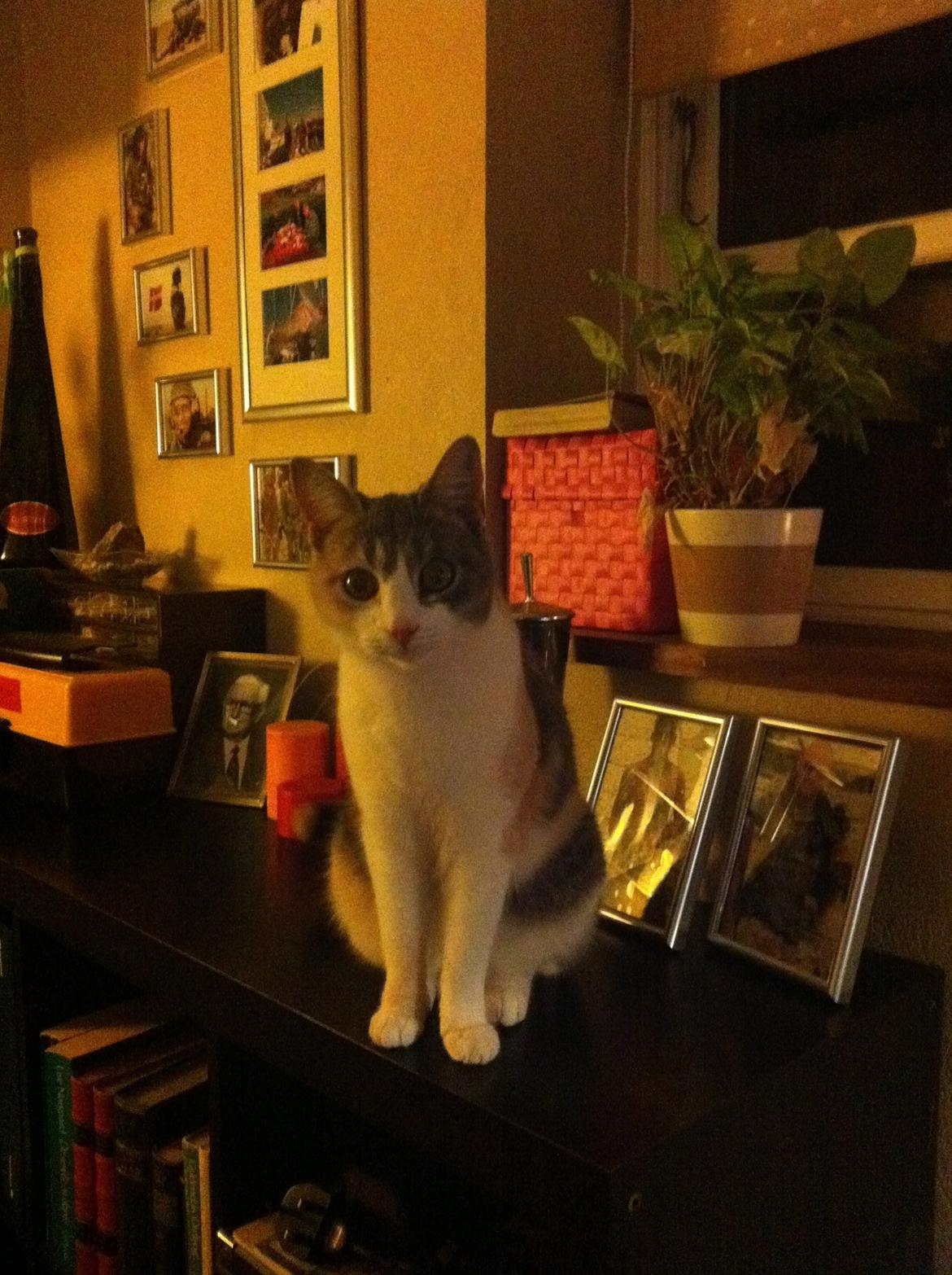 Huskat Mille billede 1