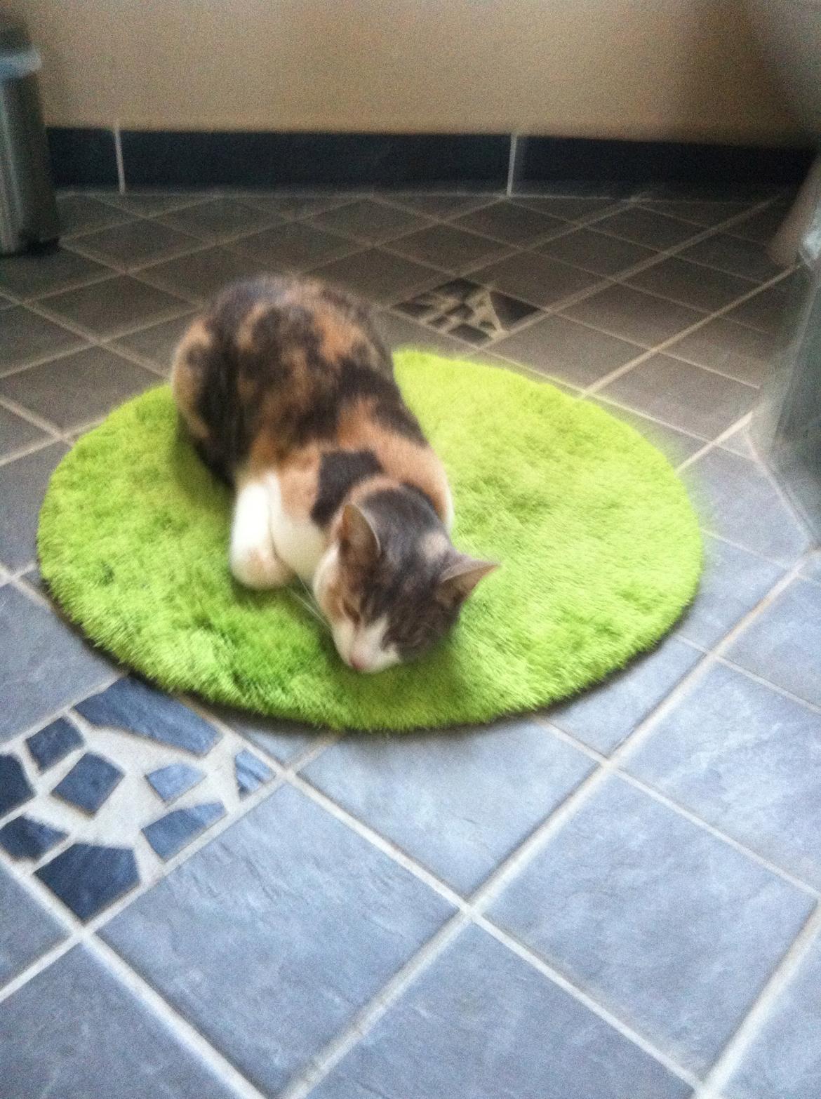 Huskat Mille billede 2