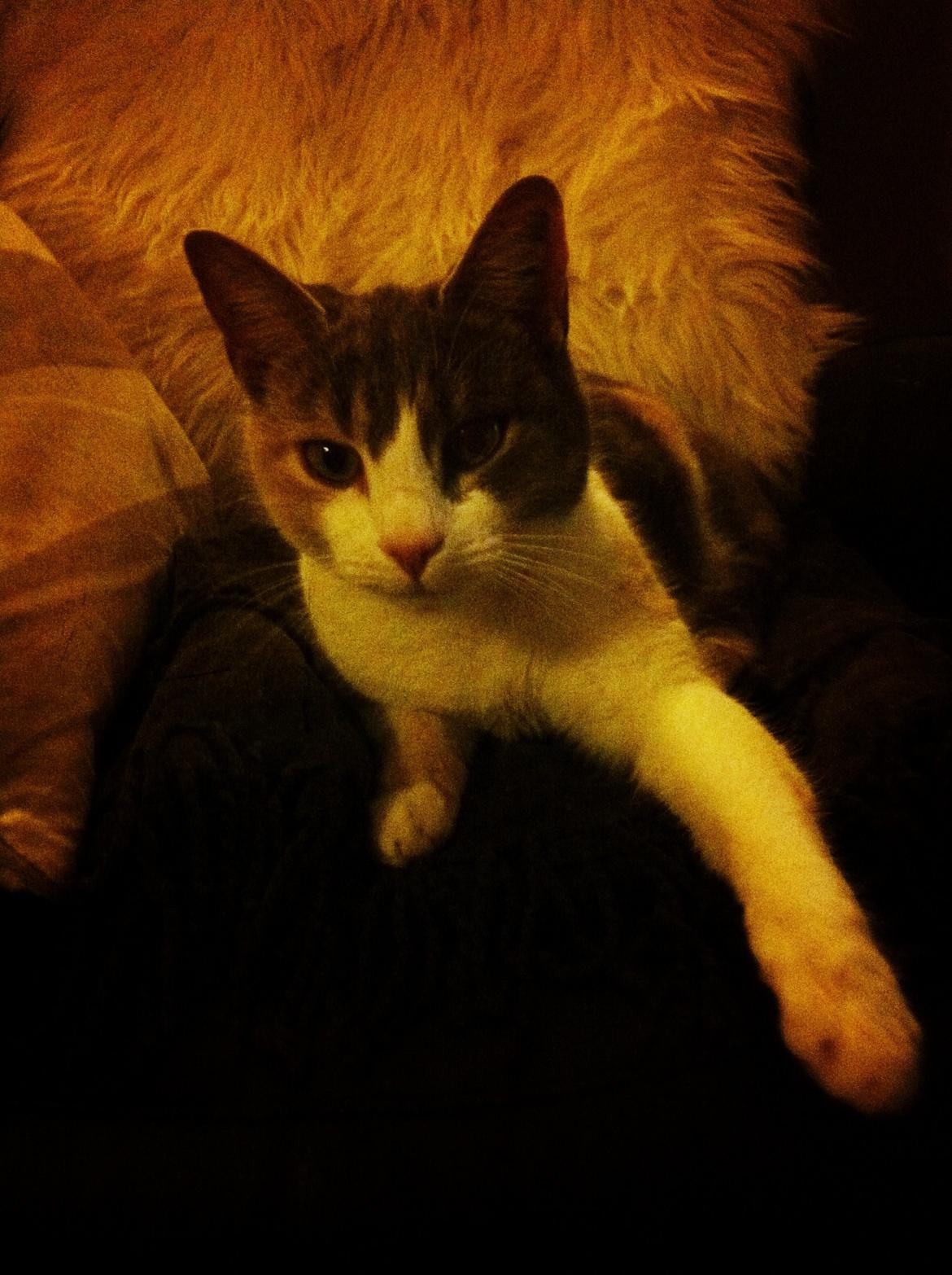 Huskat Mille billede 3