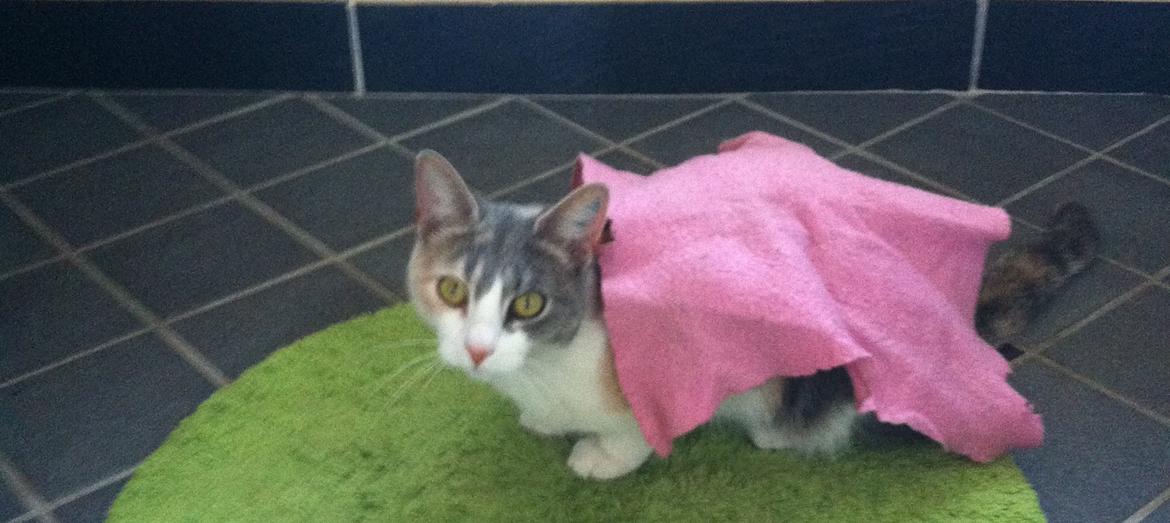 Huskat Mille billede 4