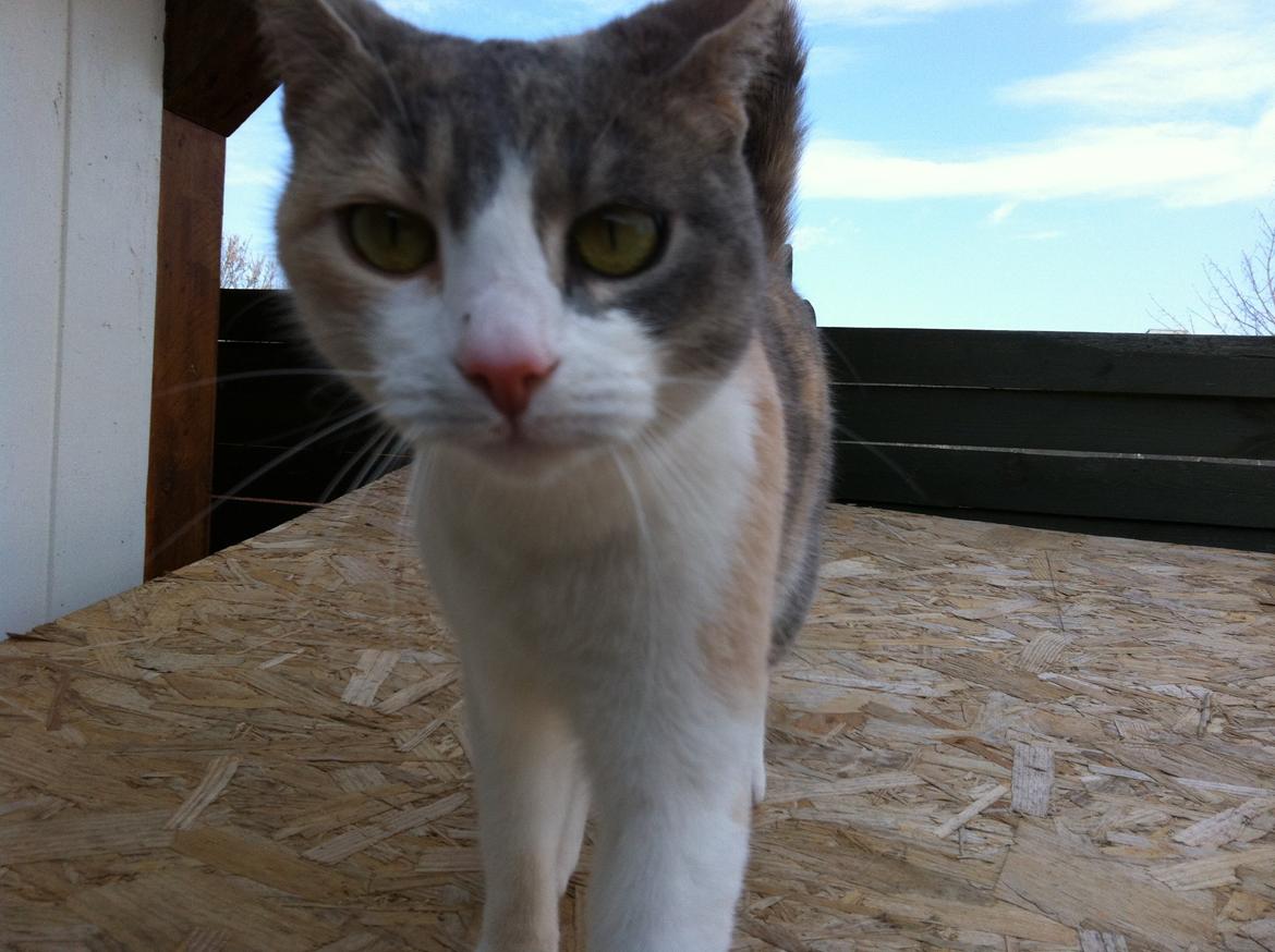 Huskat Mille billede 5