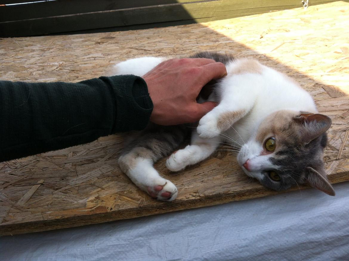 Huskat Mille billede 6