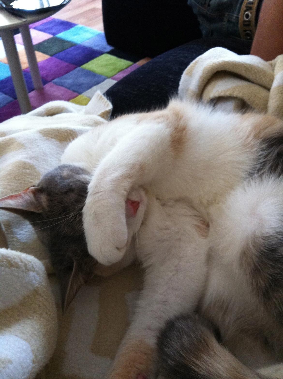 Huskat Mille billede 7