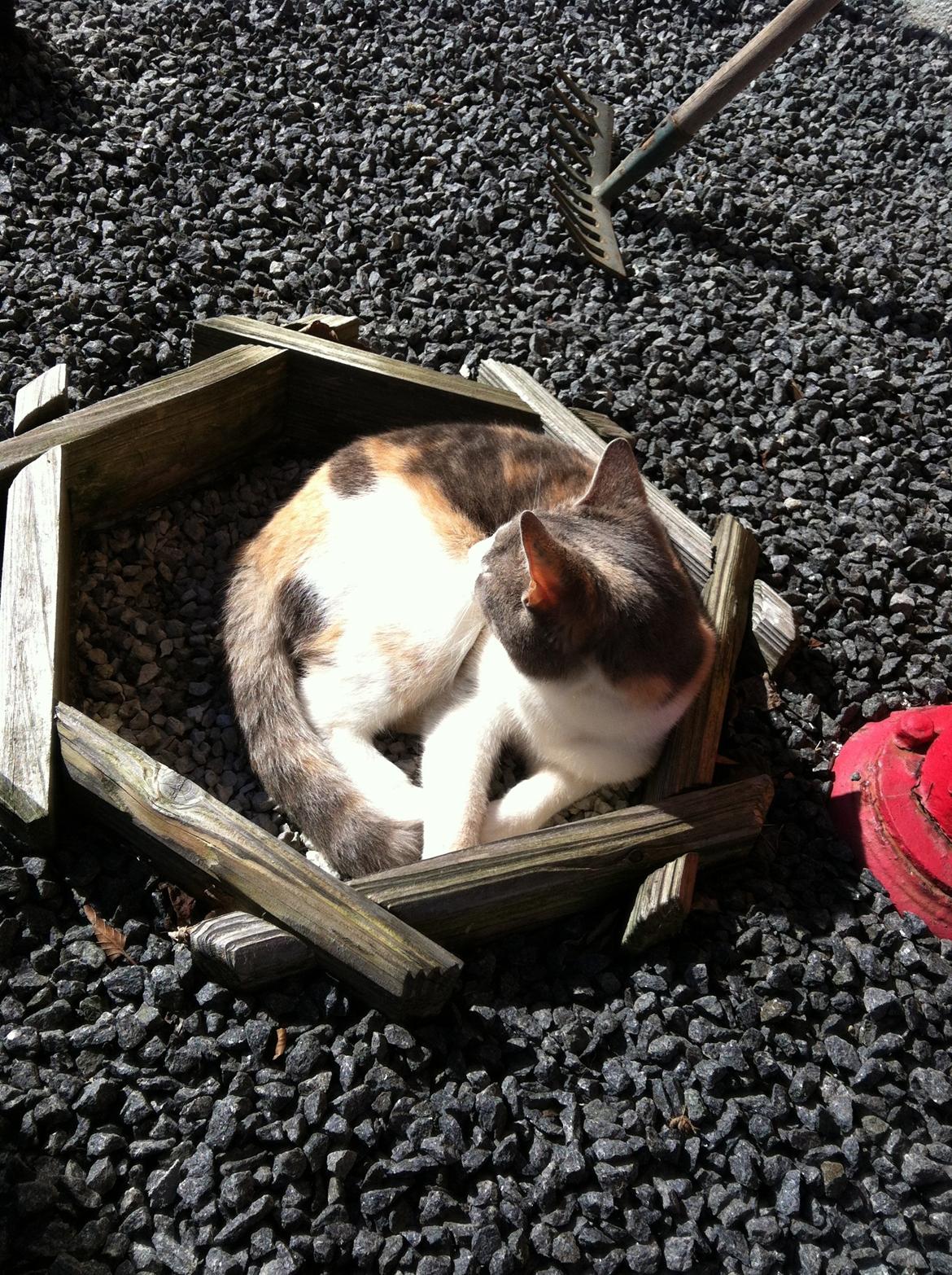 Huskat Mille billede 8