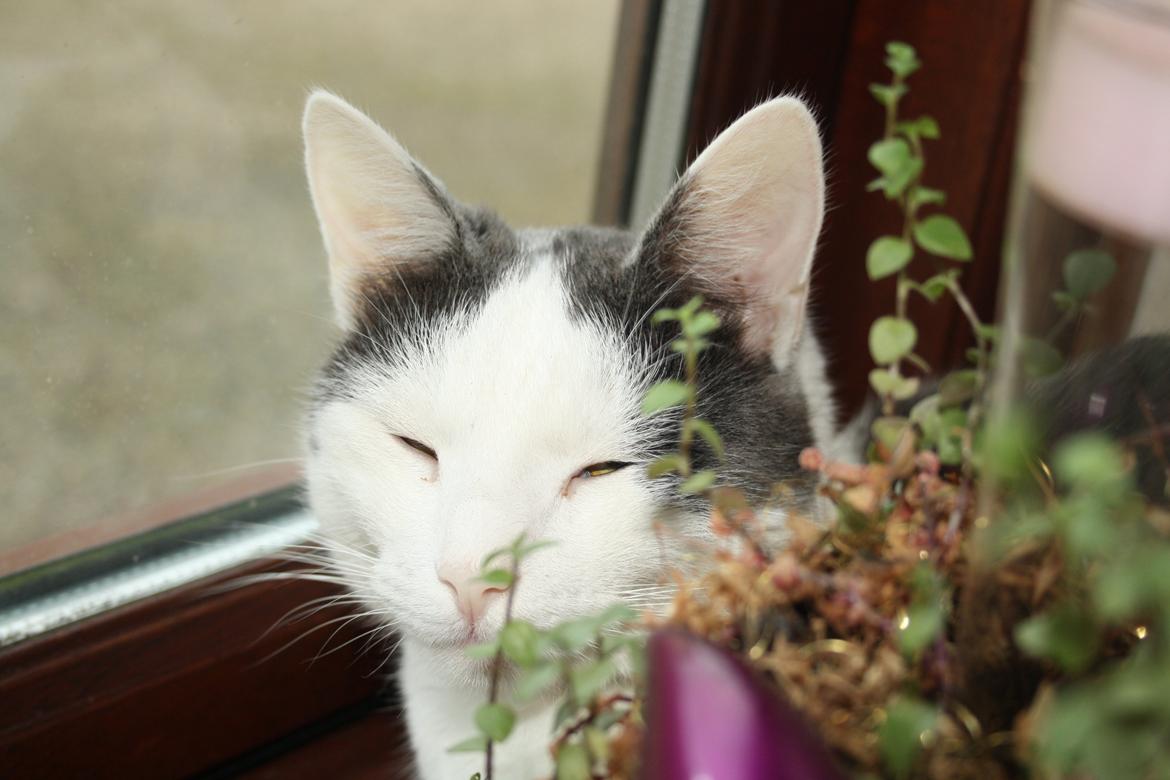 Huskat Homo/Futte billede 1