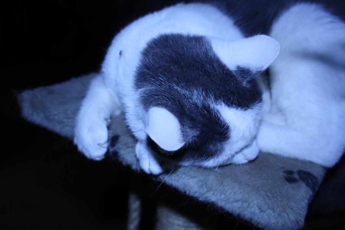 Huskat Homo/Futte billede 2