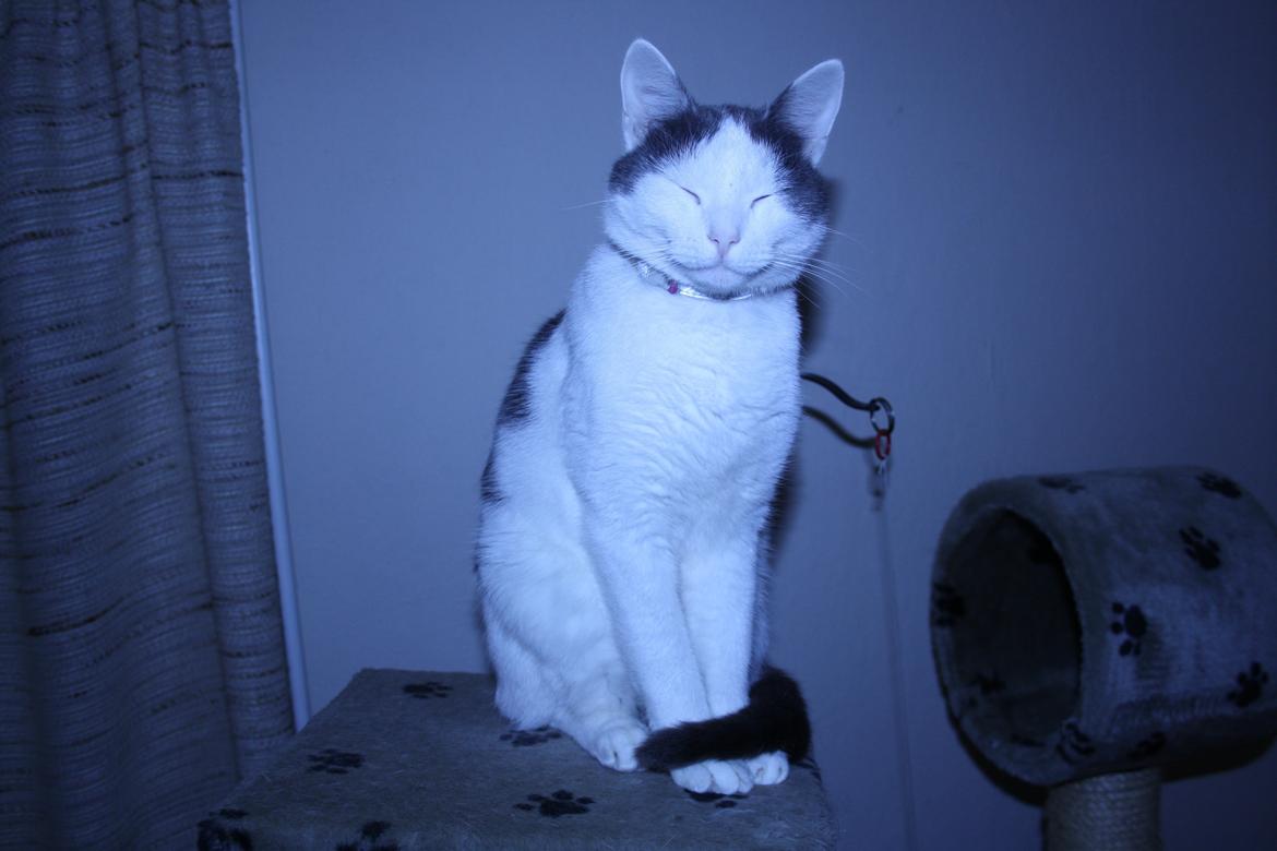 Huskat Homo/Futte billede 3