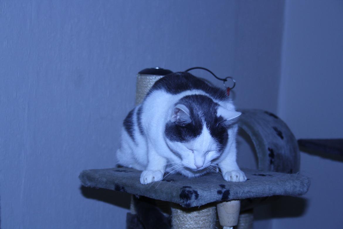 Huskat Homo/Futte billede 4