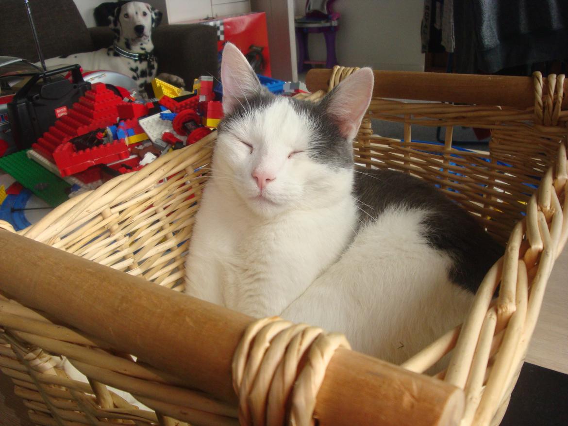 Huskat Homo/Futte billede 5