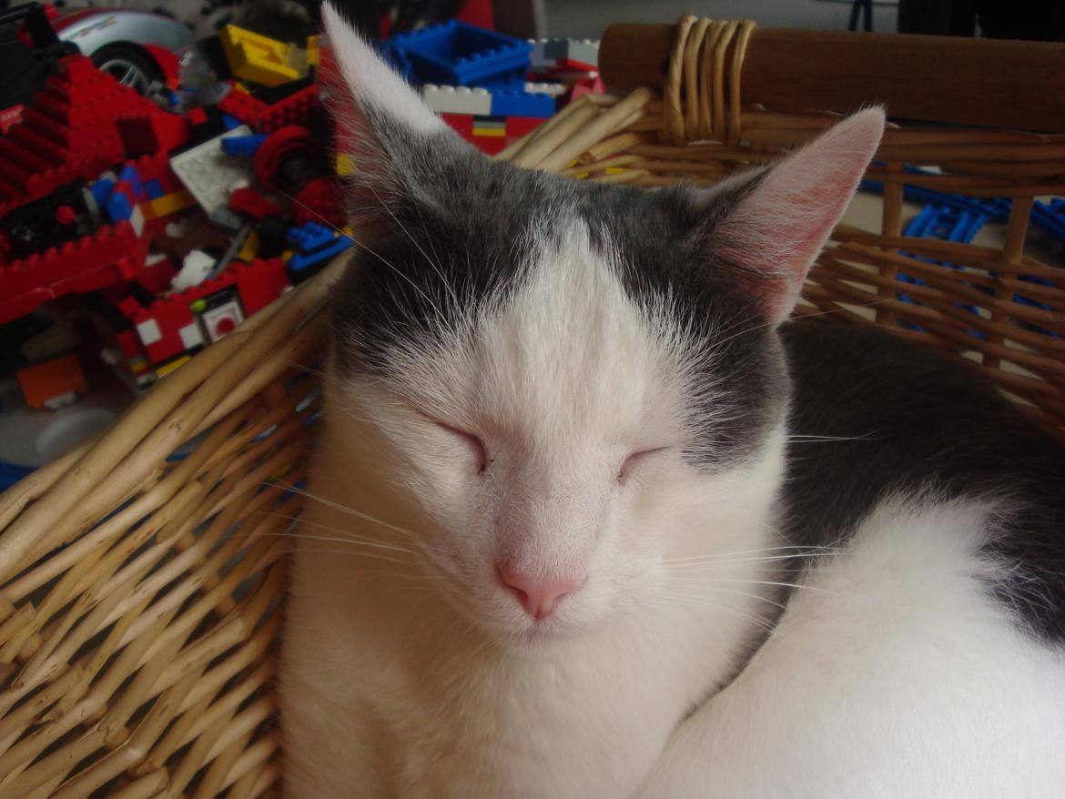 Huskat Homo/Futte billede 6