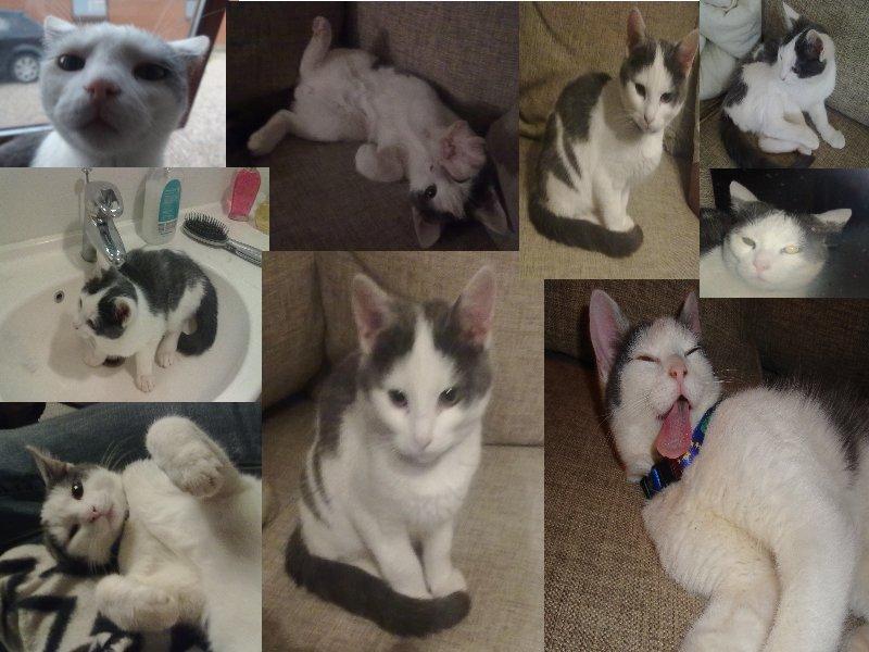 Huskat Homo/Futte billede 7