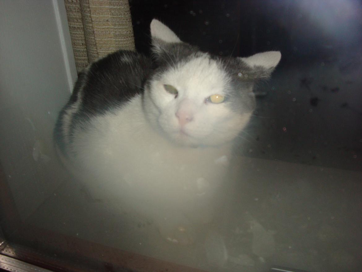 Huskat Homo/Futte billede 8