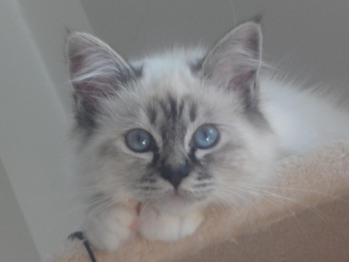 Hellig Birma Beauty billede 1