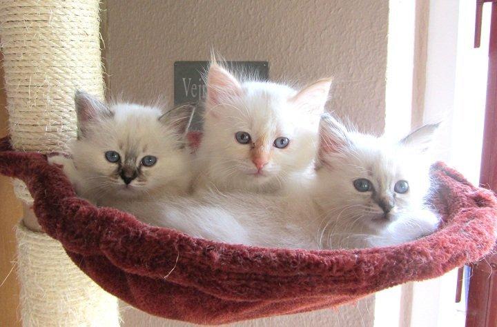 Hellig Birma Beauty billede 2