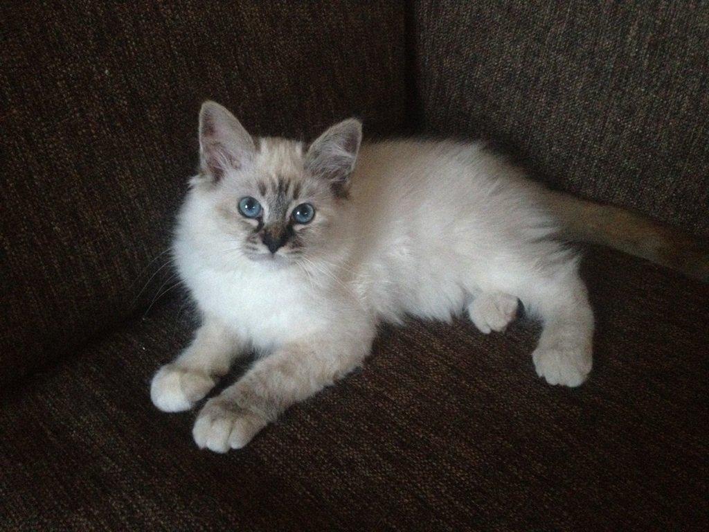 Hellig Birma Beauty billede 3